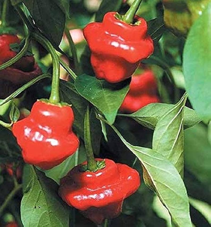 Jamaican (hot pepper Capsicum chinense red) for planting in garden